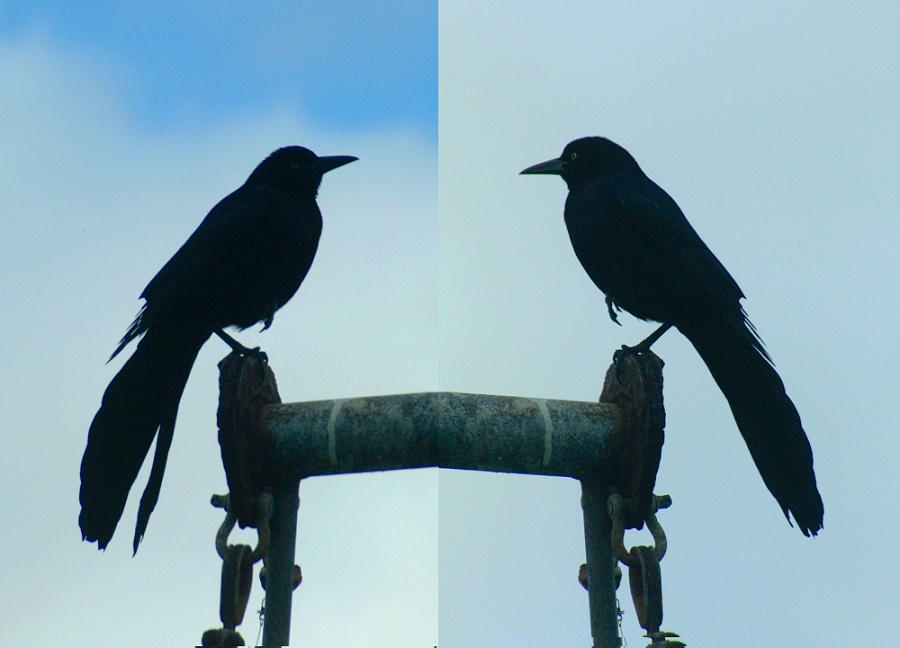 (51) crow montage.jpg   (900x648)   140 Kb                                    Click to display next picture
